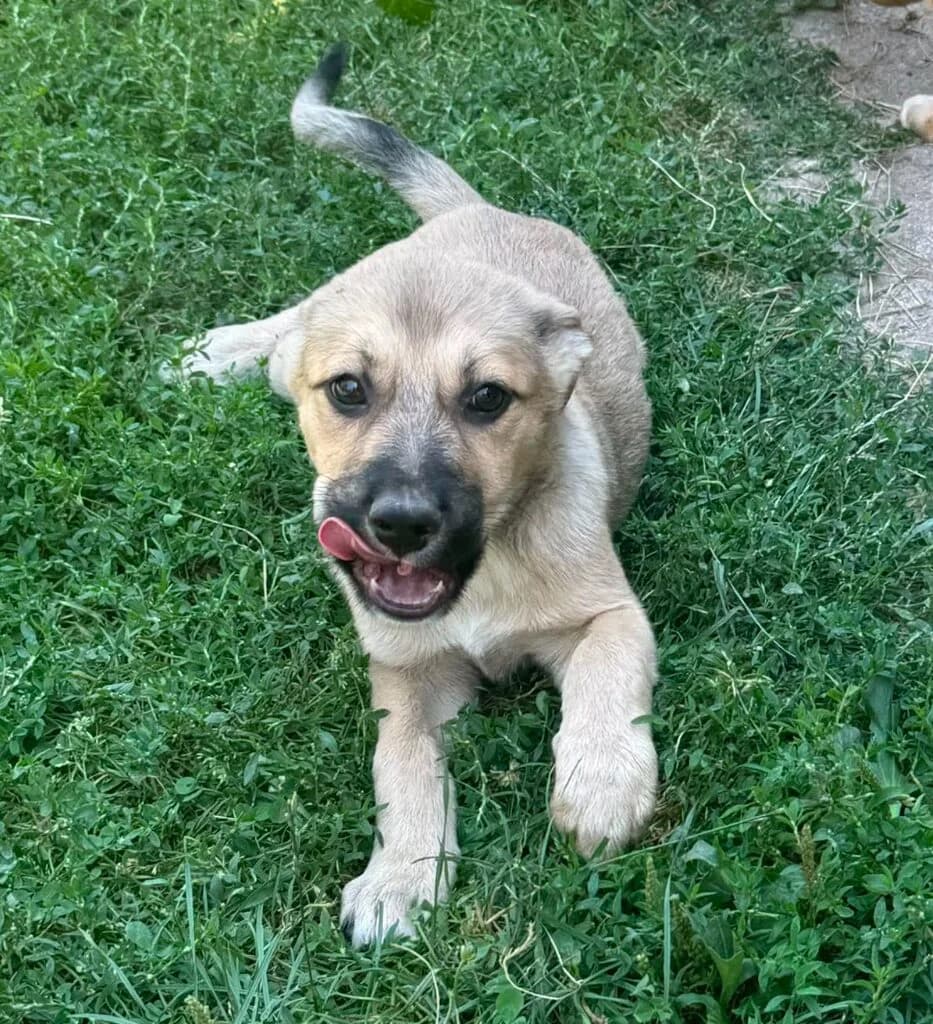 Greta, female puppy Mixed Breed for adoption at Pfotenglück Bayern