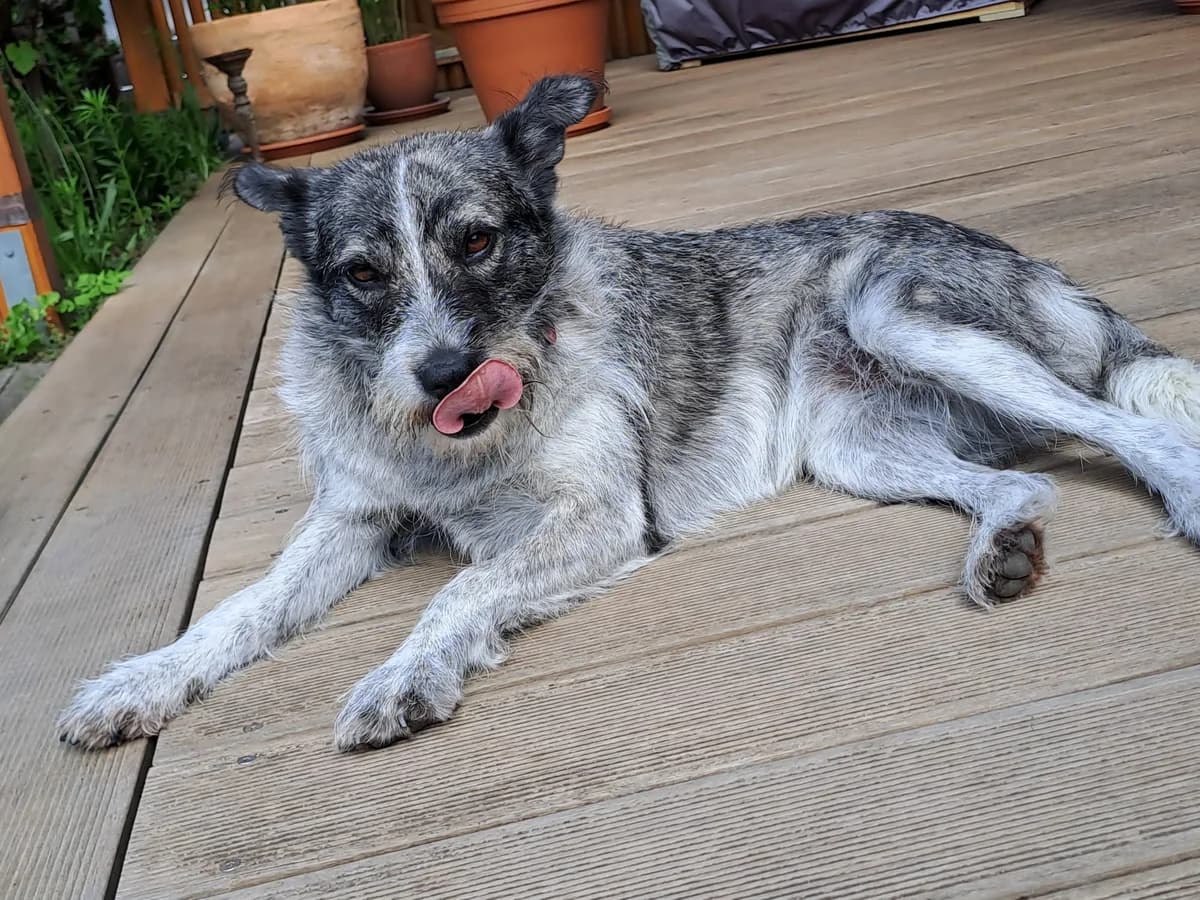 Gria – in Hamburg, female young Mixed Breed for adoption at Pfotenglück Bayern