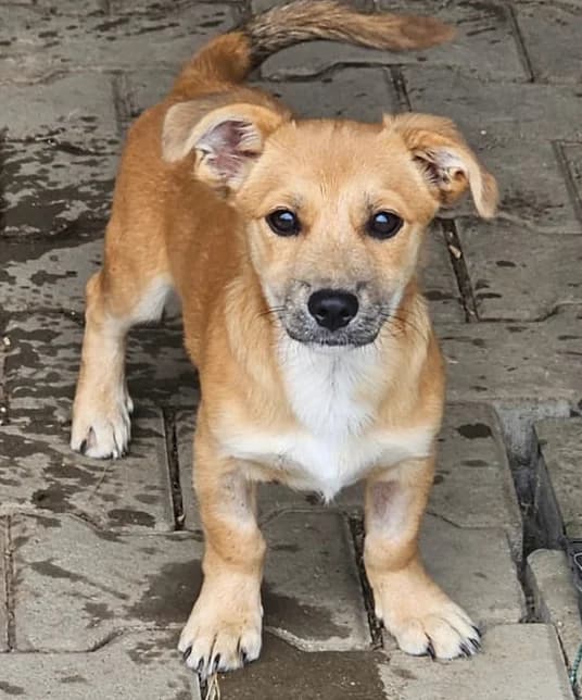 Guli-reserviert, male puppy Mixed Breed for adoption at Pfotenglück Bayern