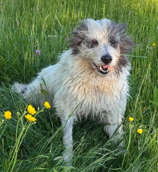 Heidi, female young Mixed Breed for adoption at Pfotenglück Bayern