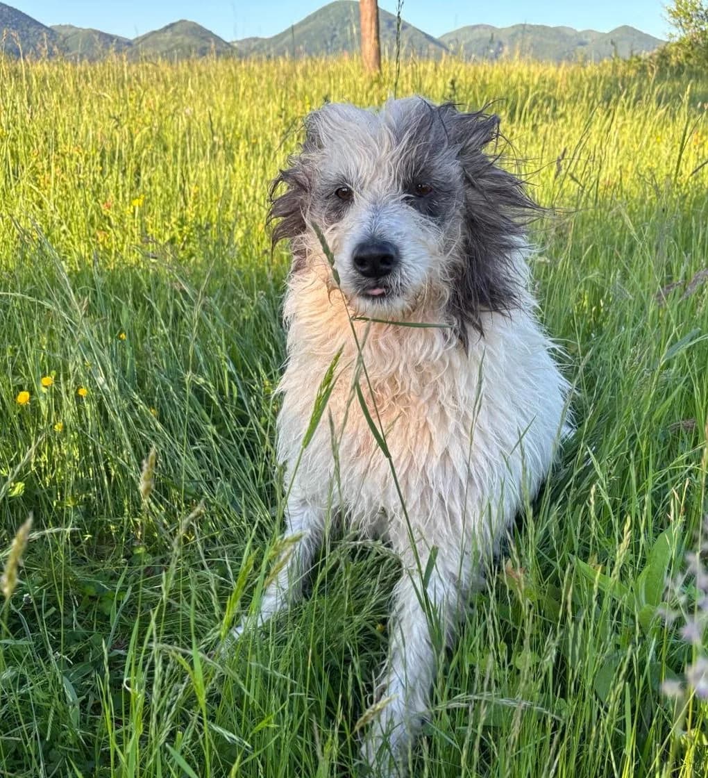 Heidi-reserviert, female young Mixed Breed for adoption at Pfotenglück Bayern