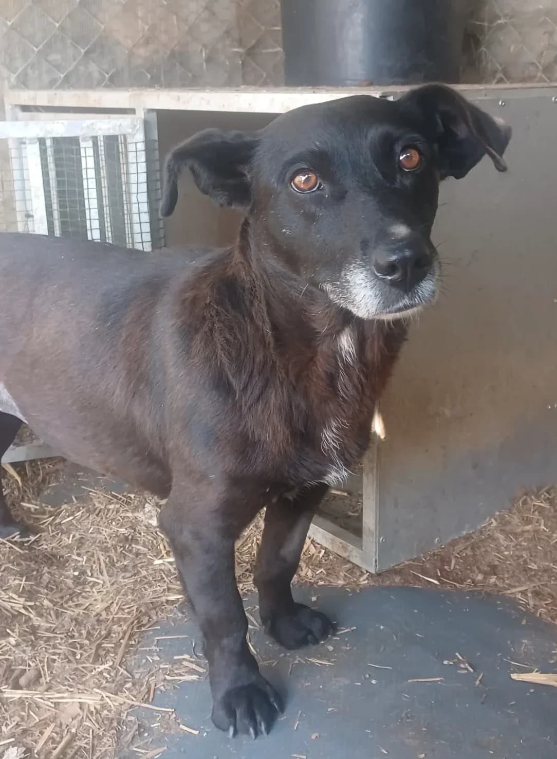 Henna, female senior Mixed Breed for adoption at Pfotenglück Bayern
