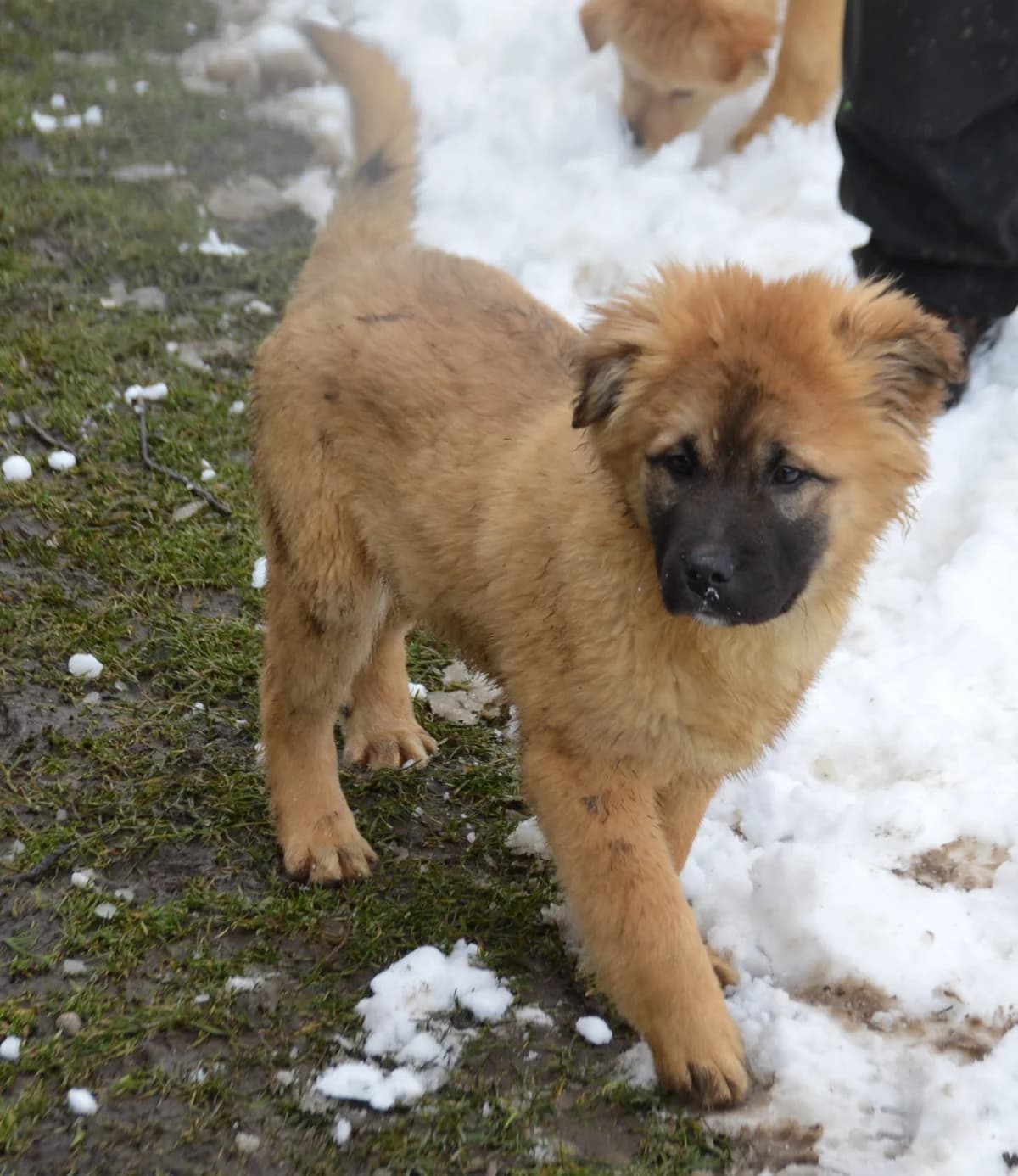 Herby, male 5yo Mixed Breed for adoption at Pfotenglück Bayern