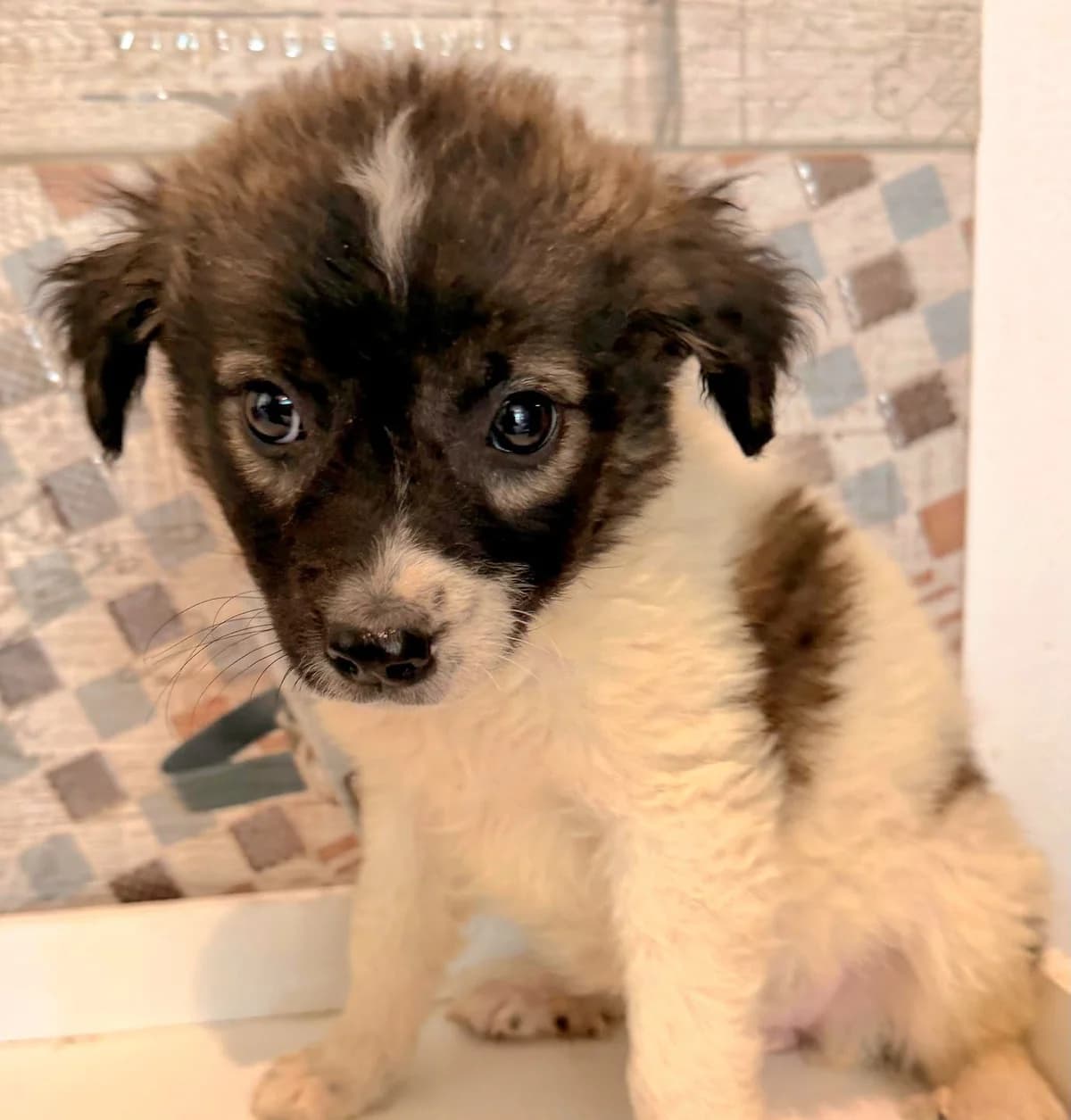 Hope-reserviert, female puppy Mixed Breed for adoption at Pfotenglück Bayern