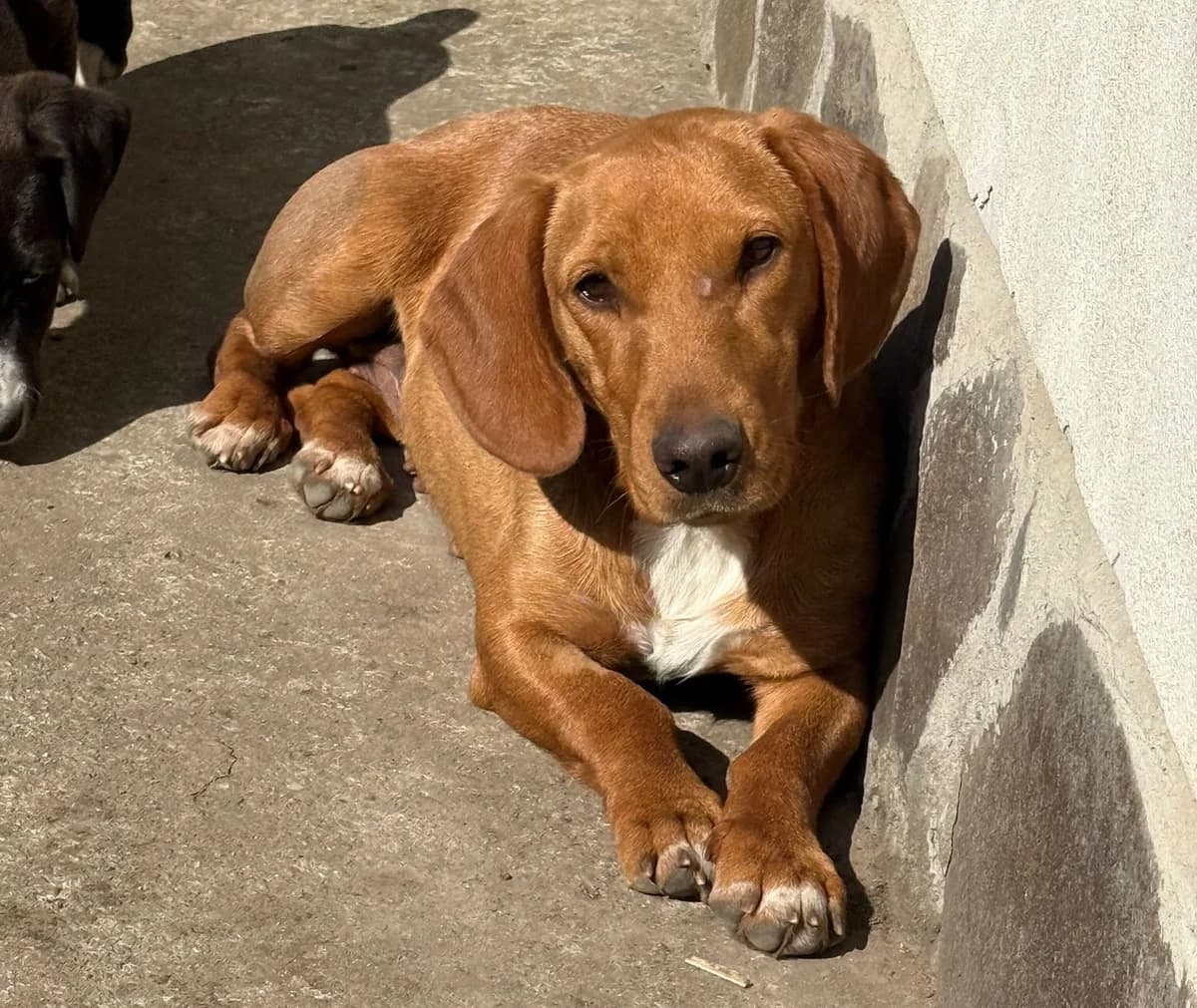 Jette-reserviert, female young Mixed Breed for adoption at Pfotenglück Bayern
