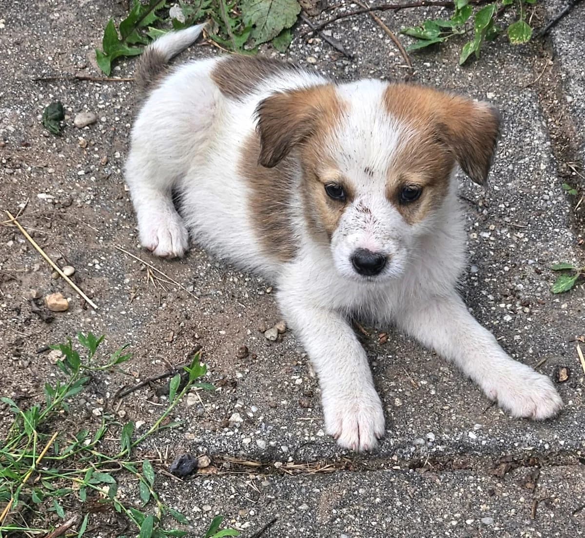 Jussi, male puppy Mixed Breed for adoption at Pfotenglück Bayern