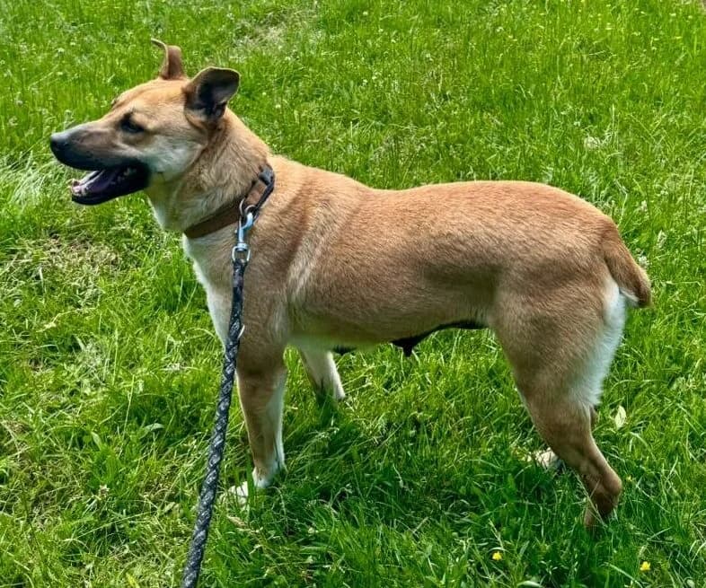 Kate, female 3yo Mixed Breed for adoption at Pfotenglück Bayern