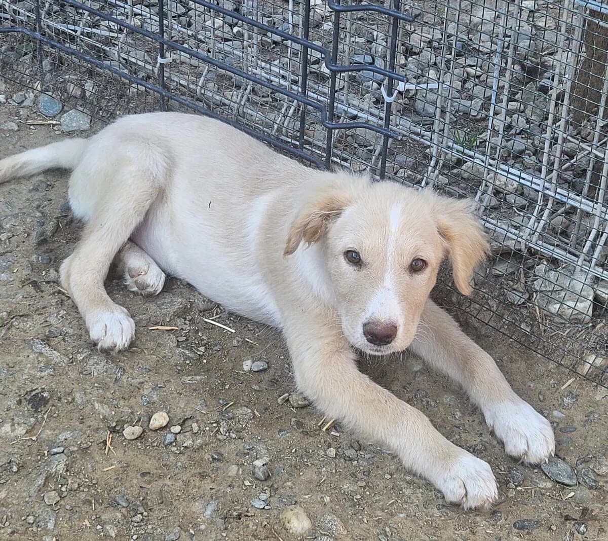 Kiwi, female puppy Mixed Breed for adoption at Pfotenglück Bayern