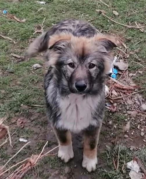 Lana-reserviert, female puppy Mixed Breed for adoption at Pfotenglück Bayern