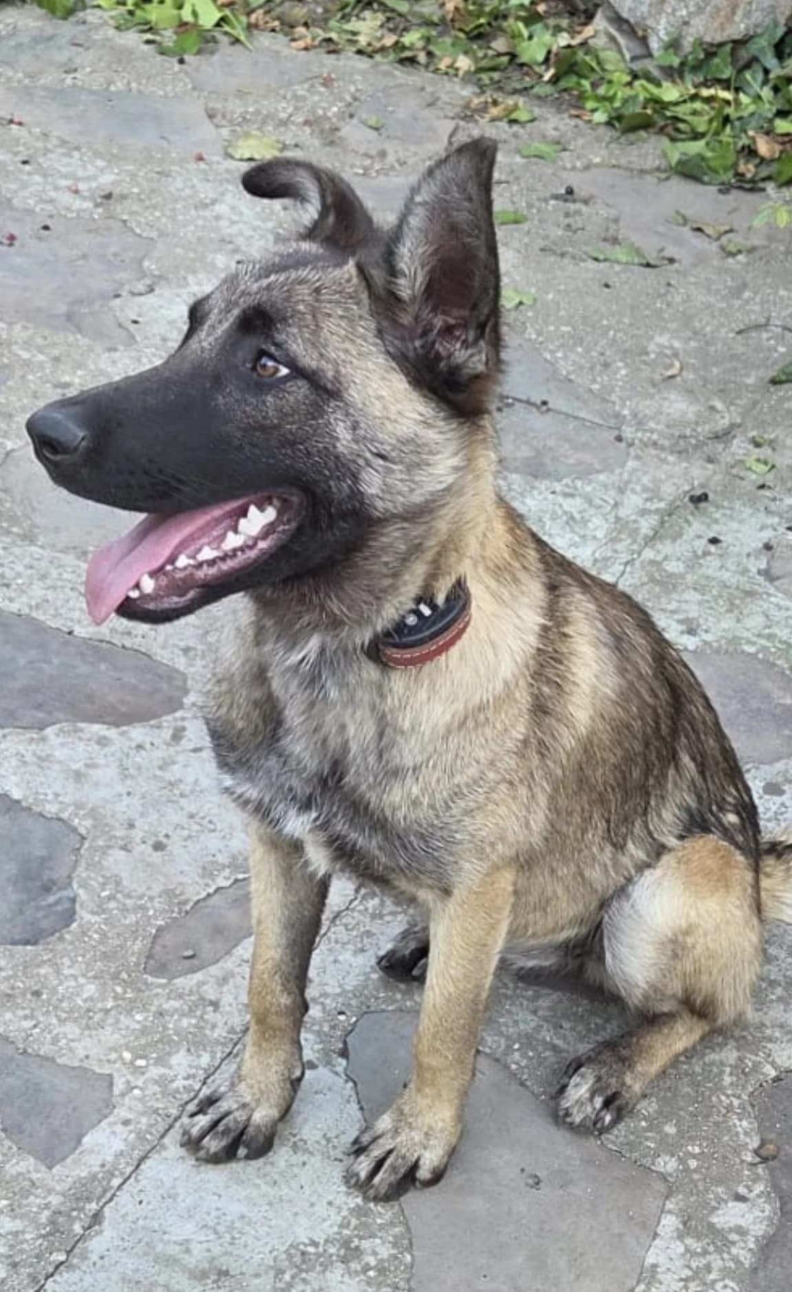 Leia, female young Mixed Breed for adoption at Pfotenglück Bayern