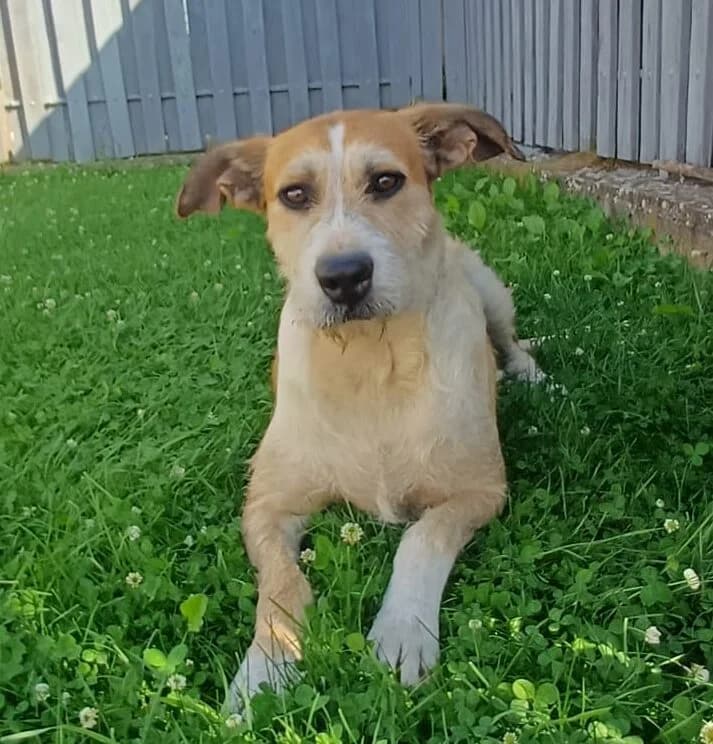 Leni, female 3yo Mixed Breed for adoption at Pfotenglück Bayern