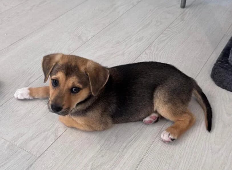Leni-reserviert, female puppy Mixed Breed for adoption at Pfotenglück Bayern