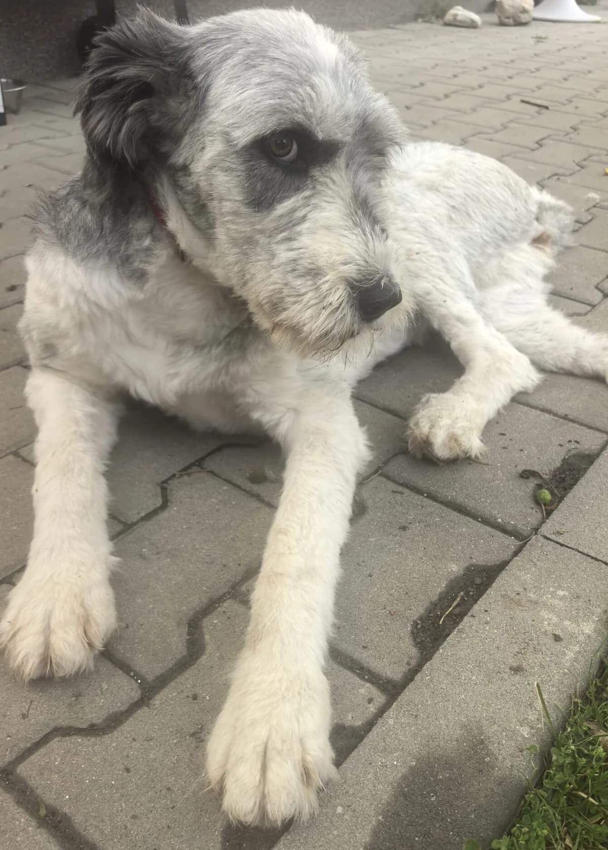 Lilu, female 6yo Labradoodle for adoption at Pfotenglück Bayern