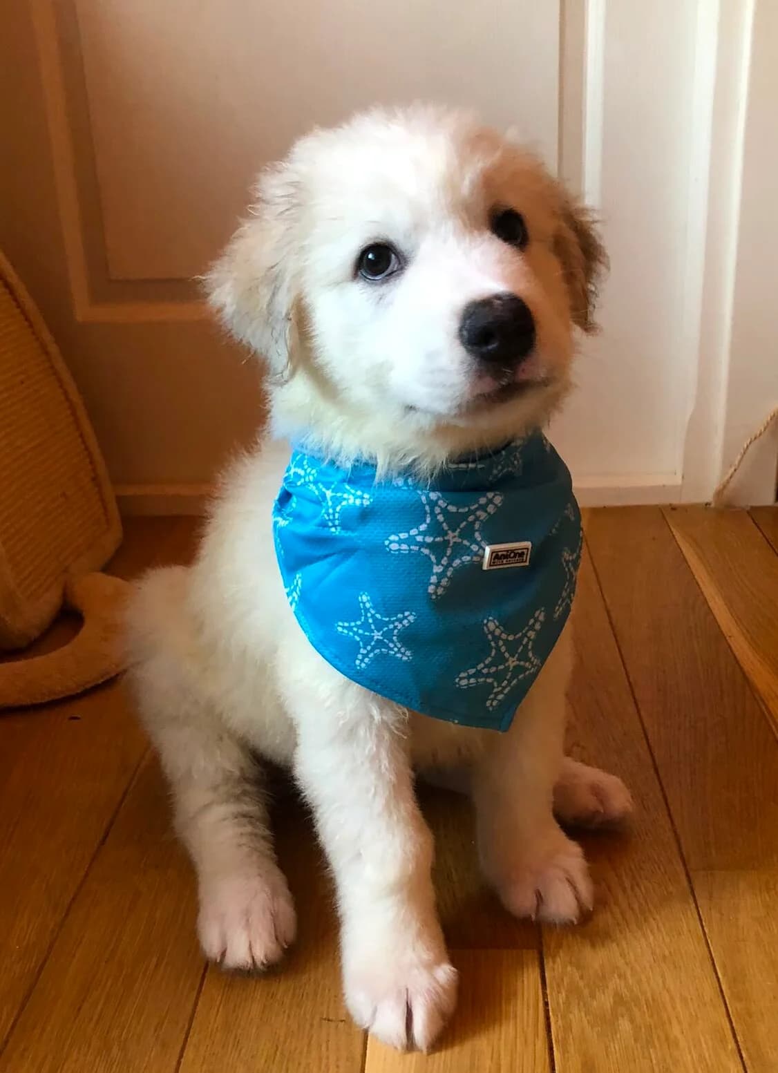 Lio-reserviert, male puppy Mixed Breed for adoption at Pfotenglück Bayern