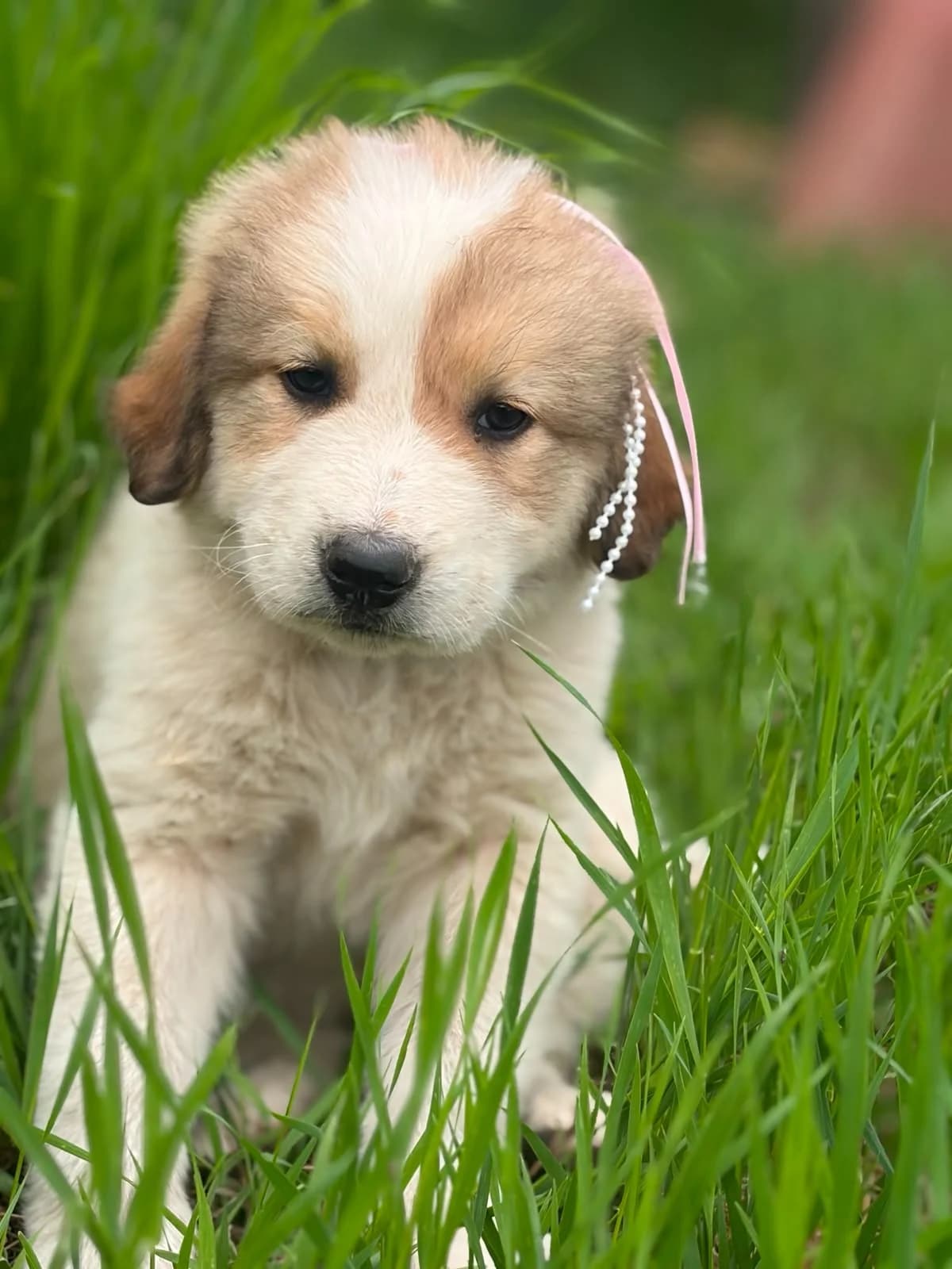 Lisa, female puppy Mixed Breed for adoption at Pfotenglück Bayern