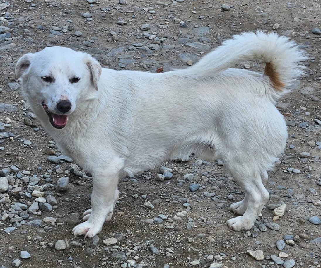 Loki, male puppy Mixed Breed for adoption at Pfotenglück Bayern