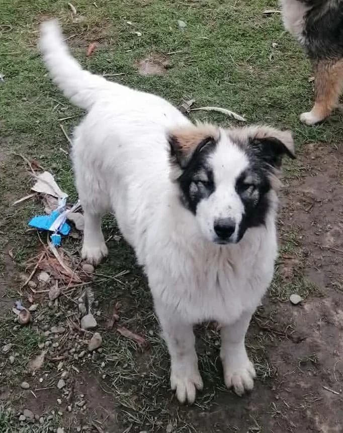 Lola, female puppy Mixed Breed for adoption at Pfotenglück Bayern