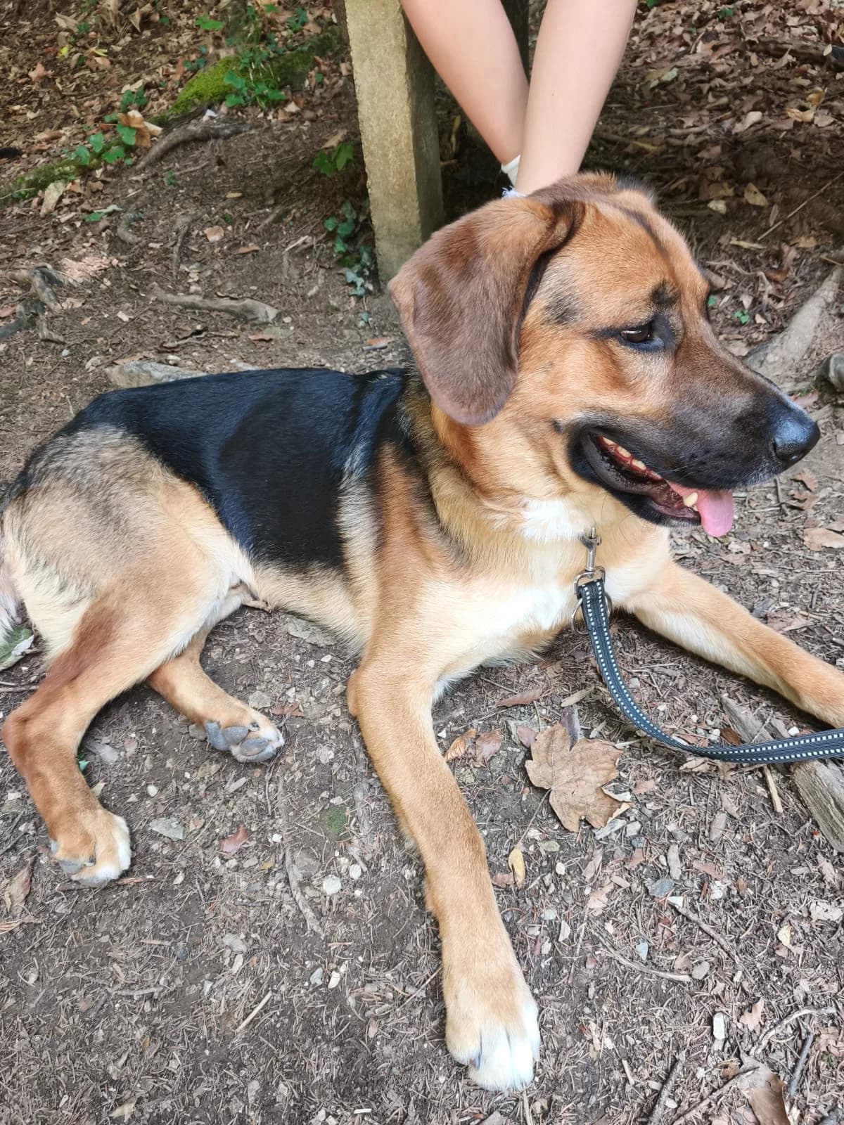 Ludwig-auf PS in 83278 Traunstein, male young Mixed Breed for adoption at Pfotenglück Bayern