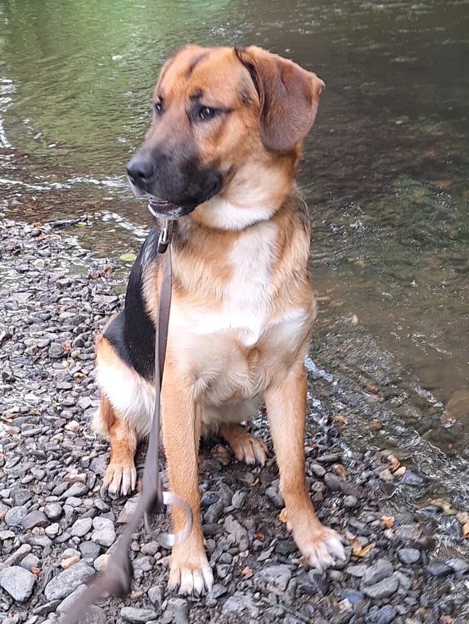Ludwig II – dringend Pflegestelle gesucht, male young Mixed Breed for adoption at Pfotenglück Bayern