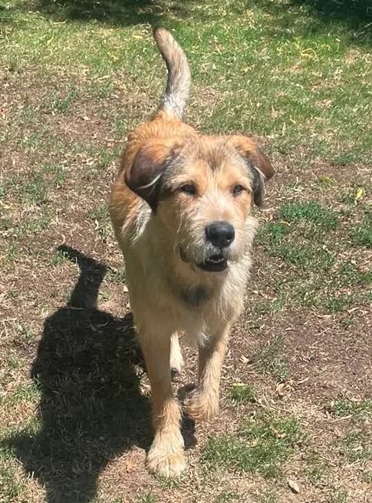 Ludwig – in Baden Württemberg, male young Mixed Breed for adoption at Pfotenglück Bayern