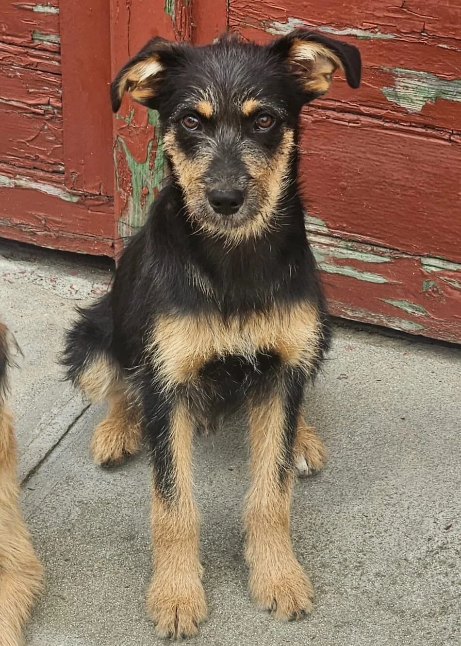 Luis-reserviert, male puppy Mixed Breed for adoption at Pfotenglück Bayern