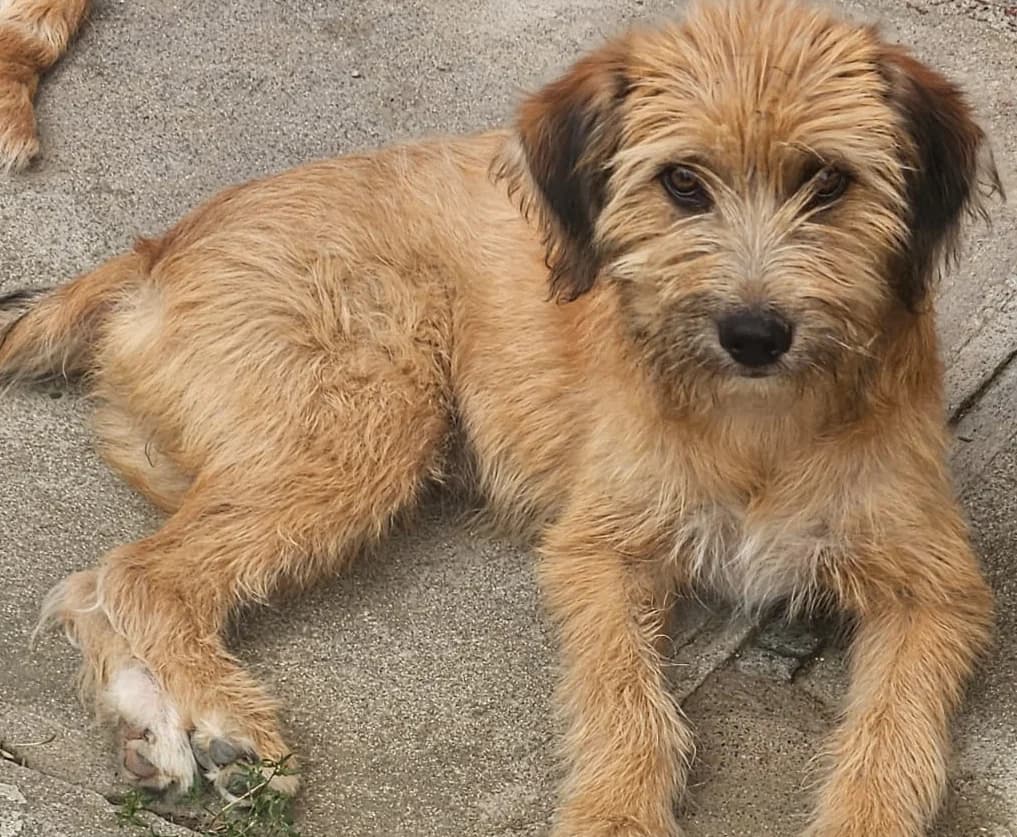 Luiza-reserviert, female puppy Mixed Breed for adoption at Pfotenglück Bayern