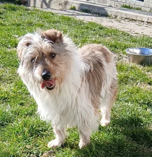 Luna, female young Mixed Breed for adoption at Pfotenglück Bayern