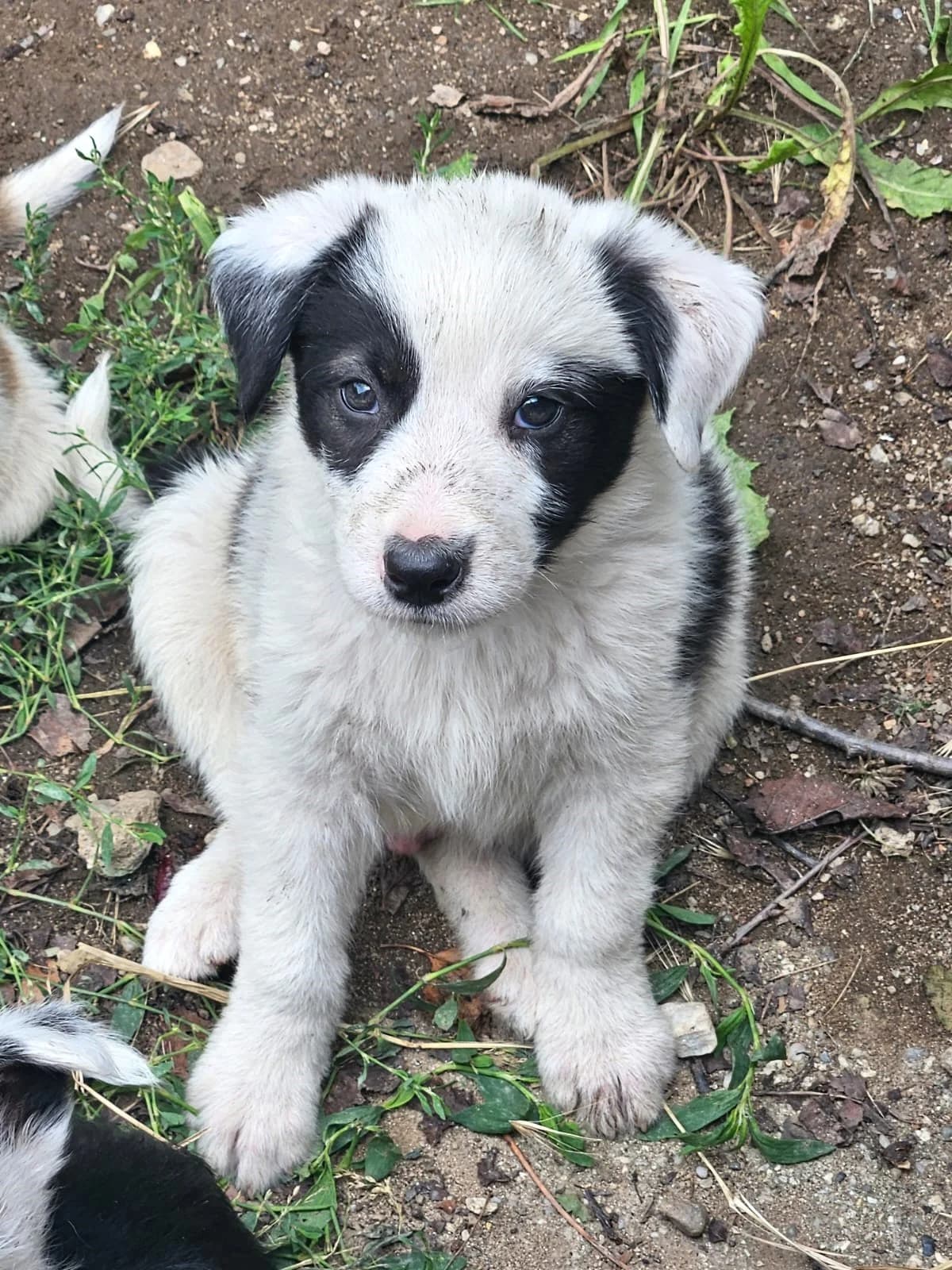 Martti, male puppy Mixed Breed for adoption at Pfotenglück Bayern