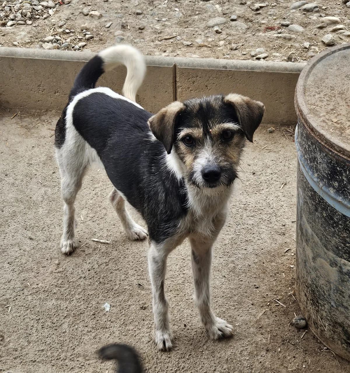 Mary, female young Mixed Breed for adoption at Pfotenglück Bayern