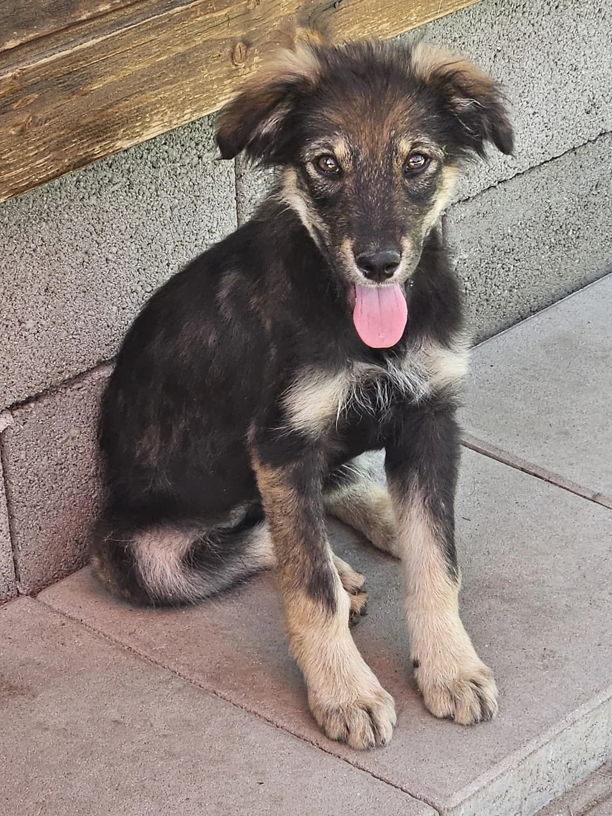 Matteo, male puppy Mixed Breed for adoption at Pfotenglück Bayern