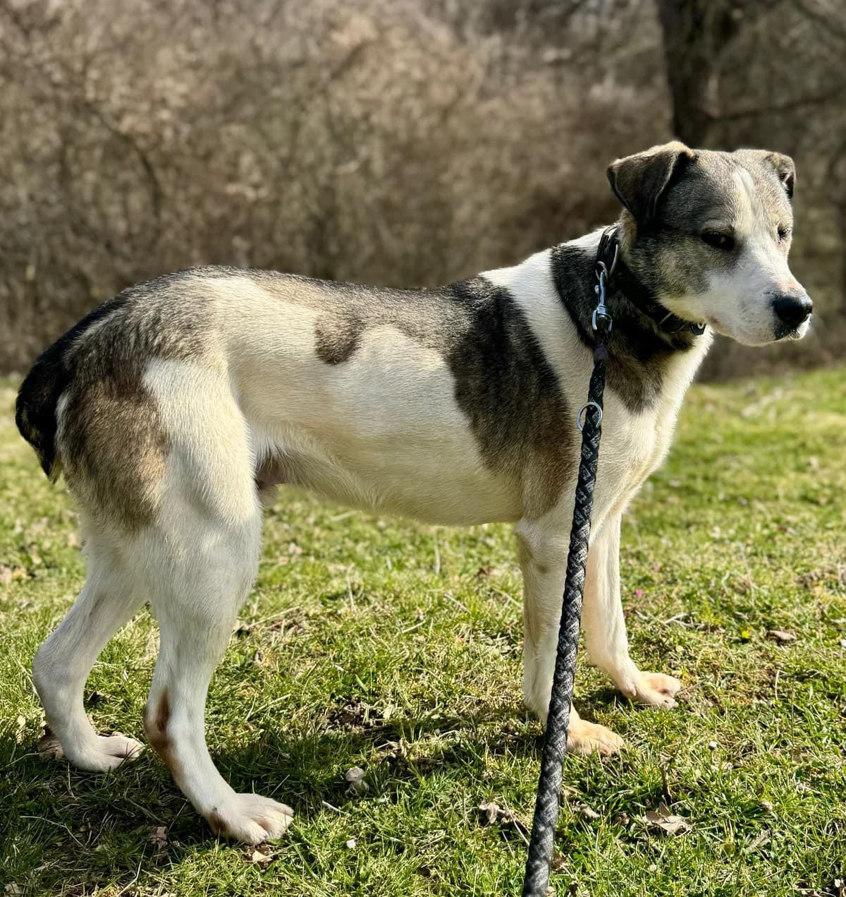 Max, male 4yo Mixed Breed for adoption at Pfotenglück Bayern