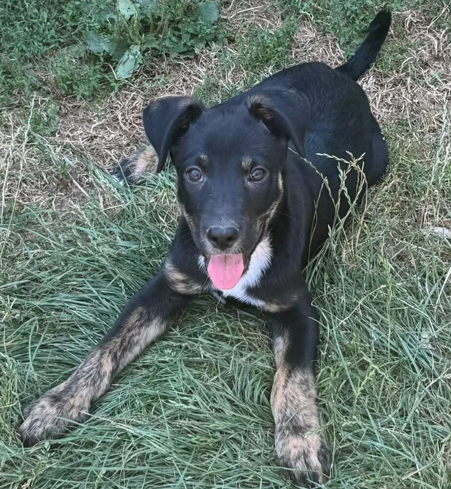 Max, male puppy Mixed Breed for adoption at Pfotenglück Bayern