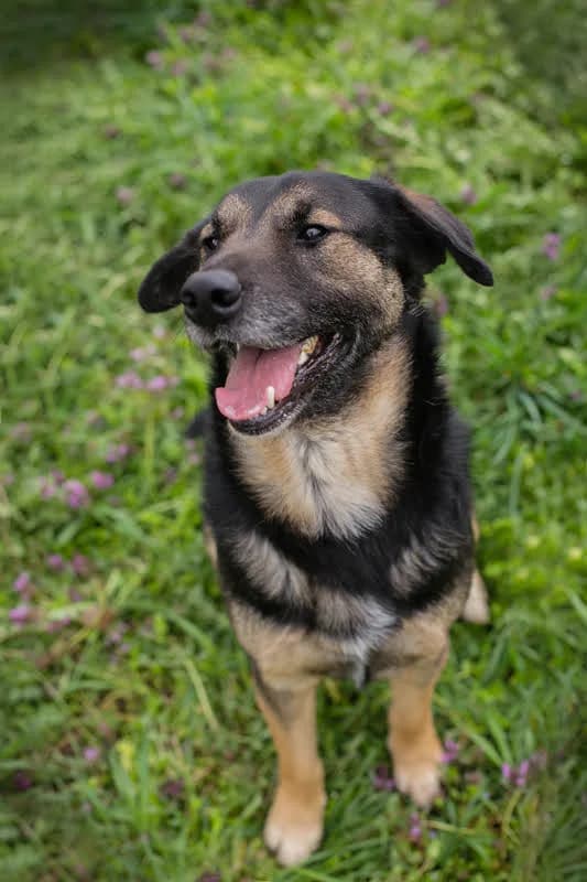 Maxi, male senior Mixed Breed for adoption at Pfotenglück Bayern
