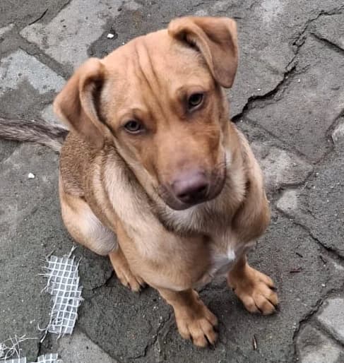 Merry, male puppy Mixed Breed for adoption at Pfotenglück Bayern