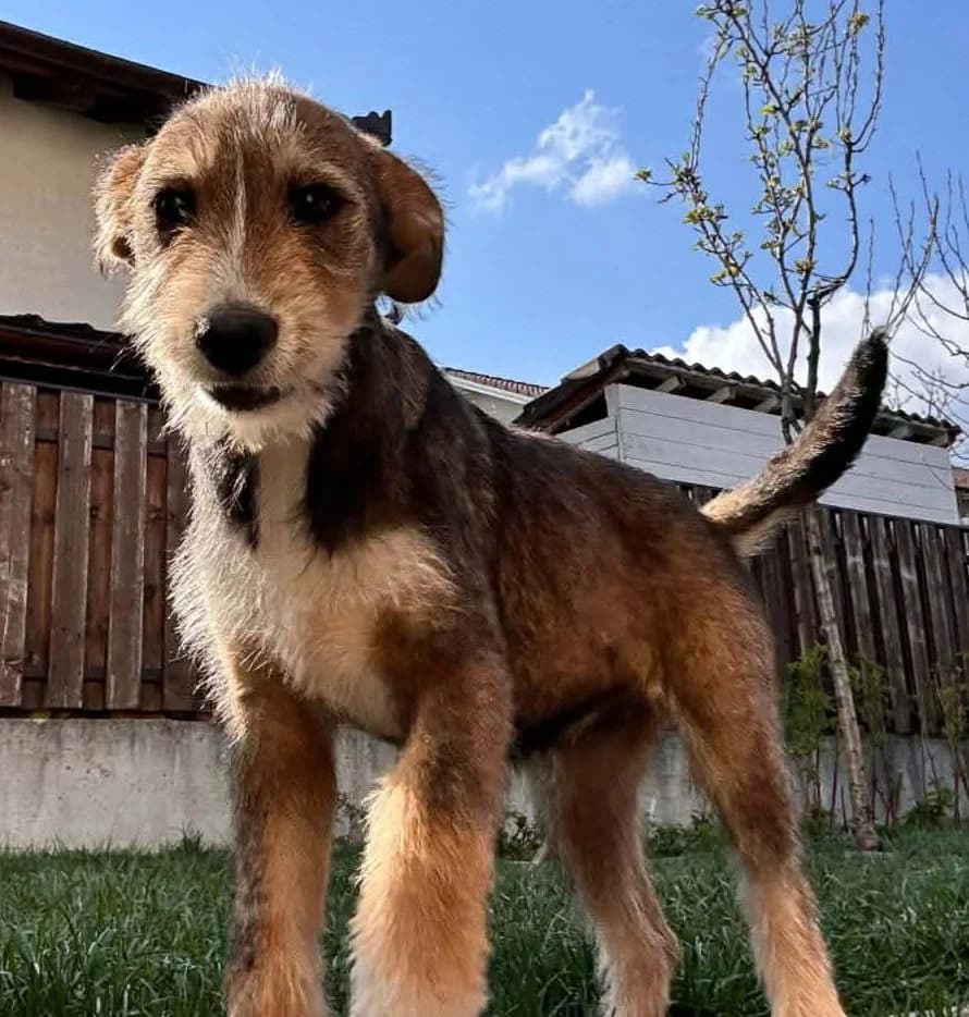 Mia, female puppy Mixed Breed for adoption at Pfotenglück Bayern