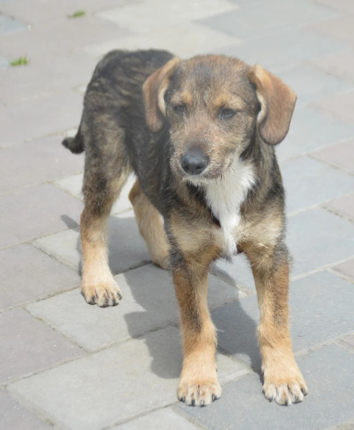 Mila, female puppy Mixed Breed for adoption at Pfotenglück Bayern