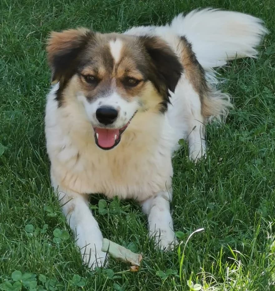 Mina-reserviert, female young Mixed Breed for adoption at Pfotenglück Bayern