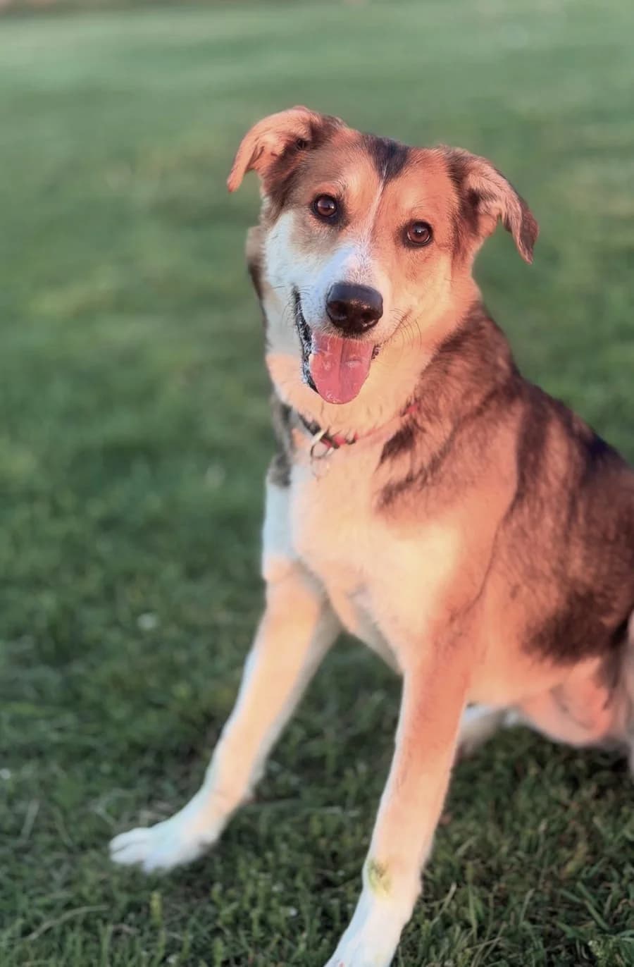Mona-auf PS in Bayern, female 4yo Mixed Breed for adoption at Pfotenglück Bayern