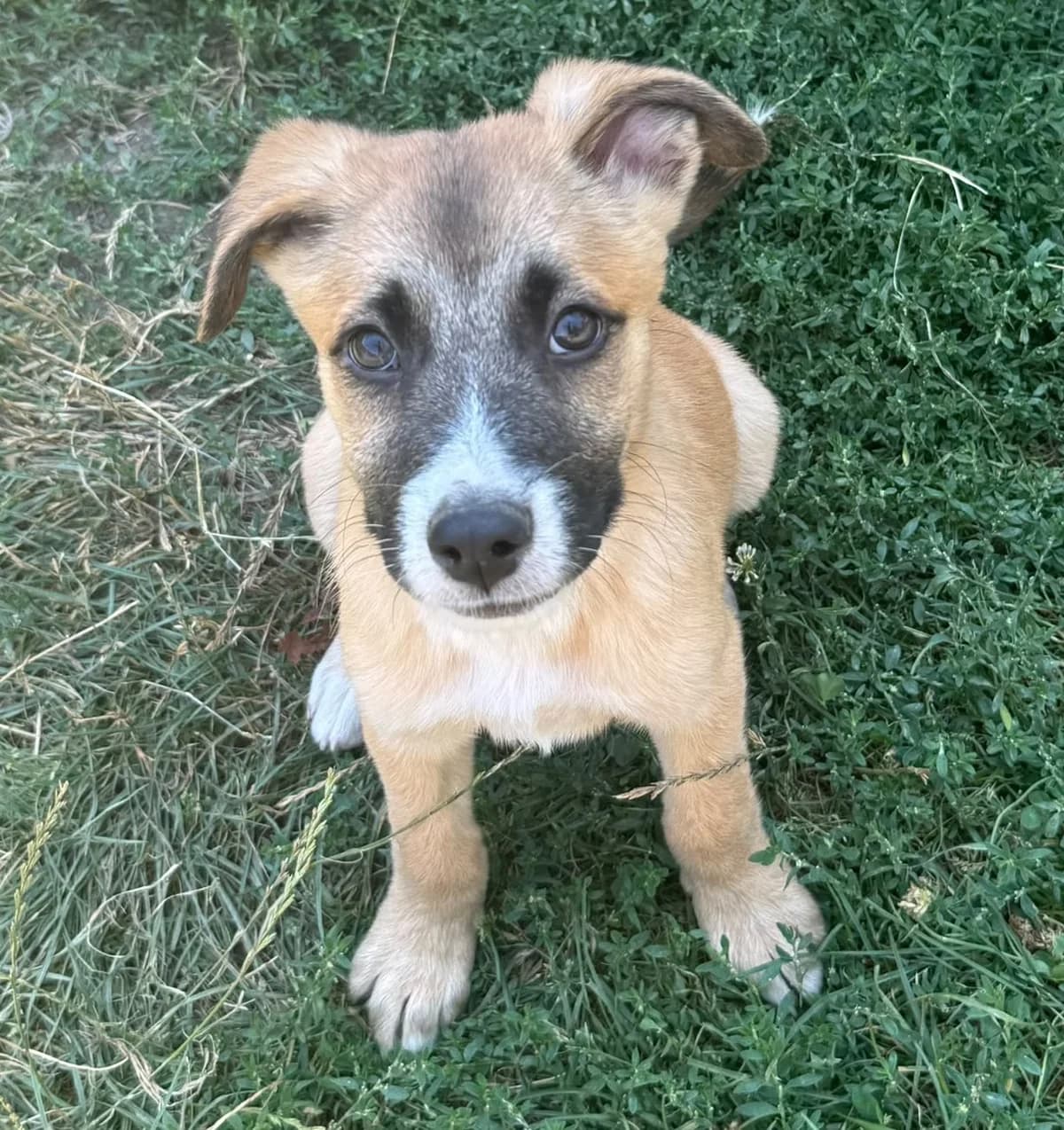 Nelly, female puppy Mixed Breed for adoption at Pfotenglück Bayern