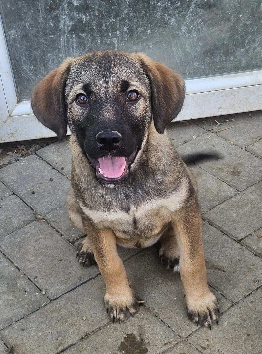 Noemi, female puppy Mixed Breed for adoption at Pfotenglück Bayern