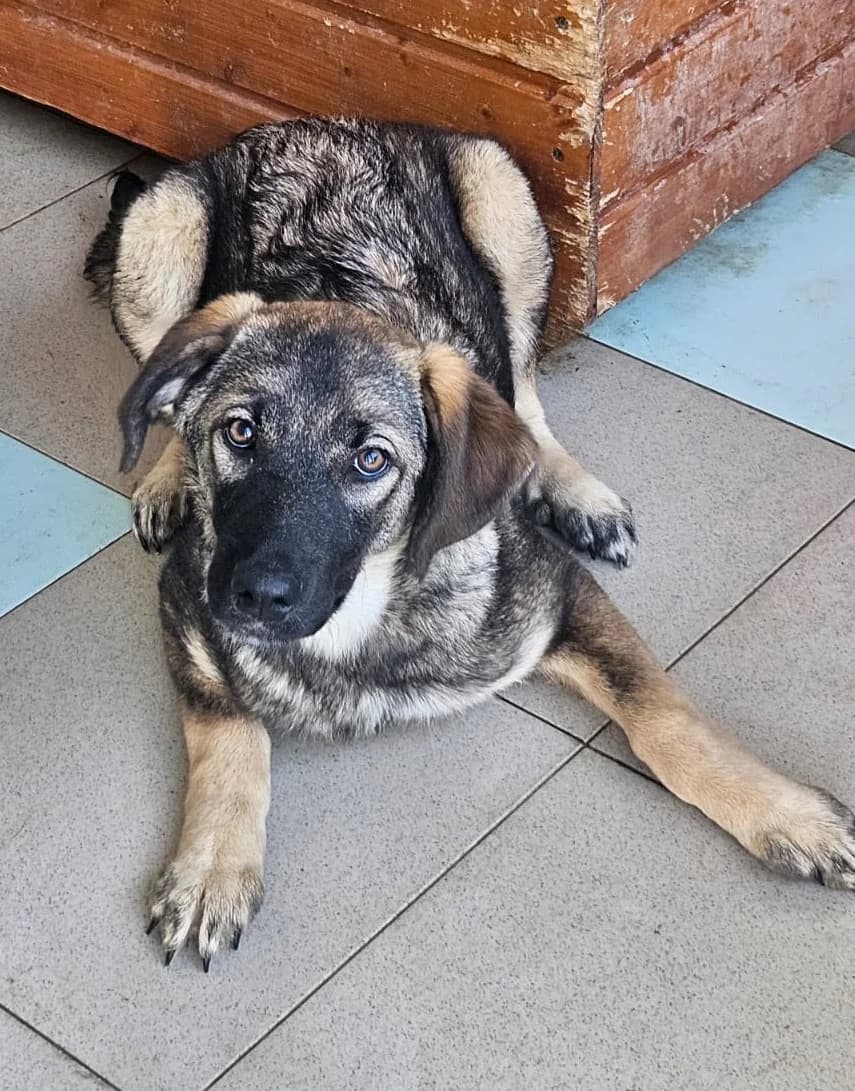 Noemi, female puppy Mixed Breed for adoption at Pfotenglück Bayern