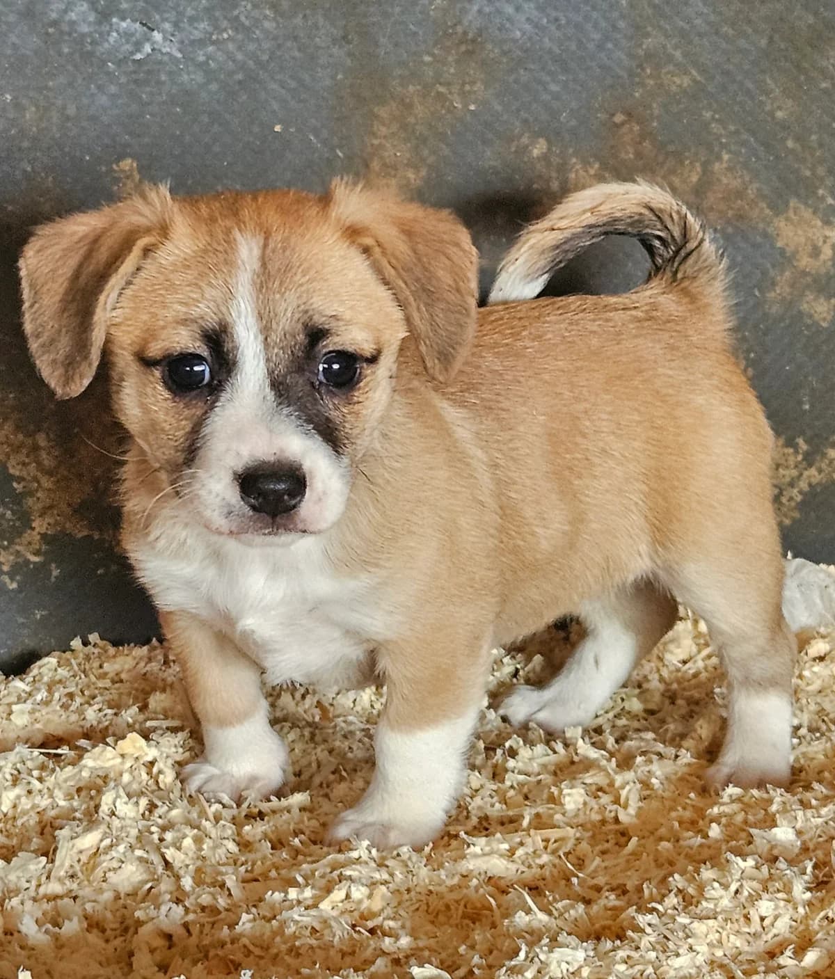 Paige-reserviert, female puppy Mixed Breed for adoption at Pfotenglück Bayern