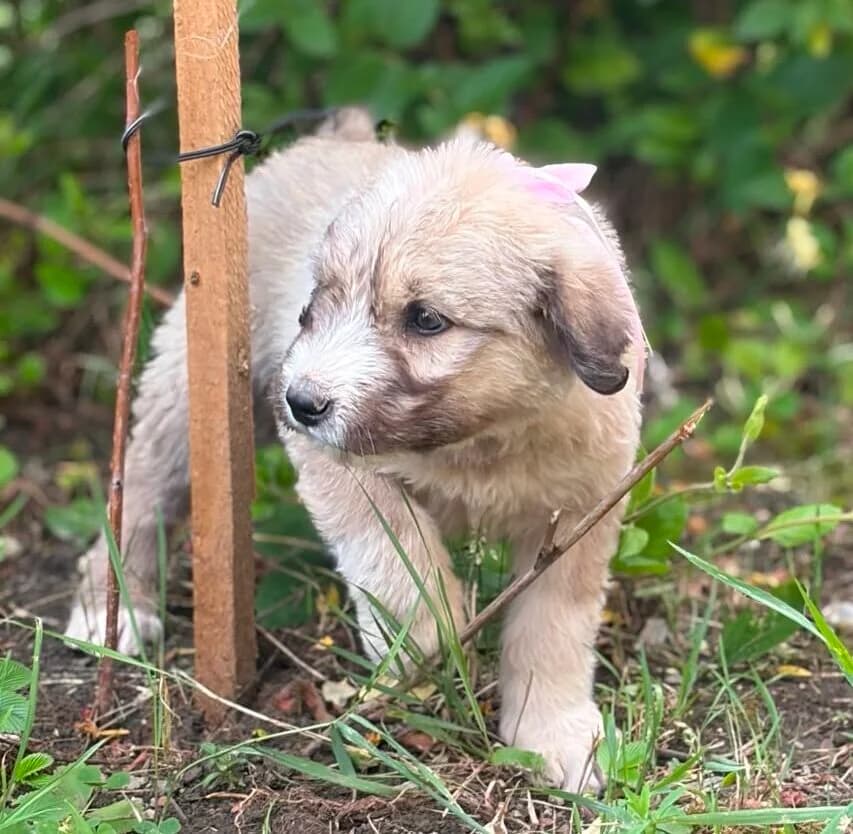 Palma, female puppy Mixed Breed for adoption at Pfotenglück Bayern