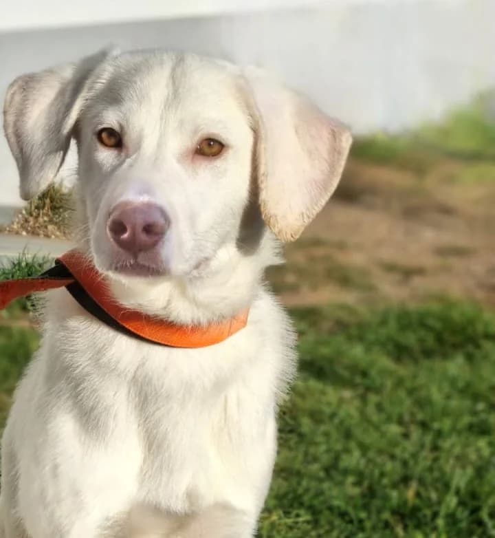 Philo, male young Mixed Breed for adoption at Pfotenglück Bayern