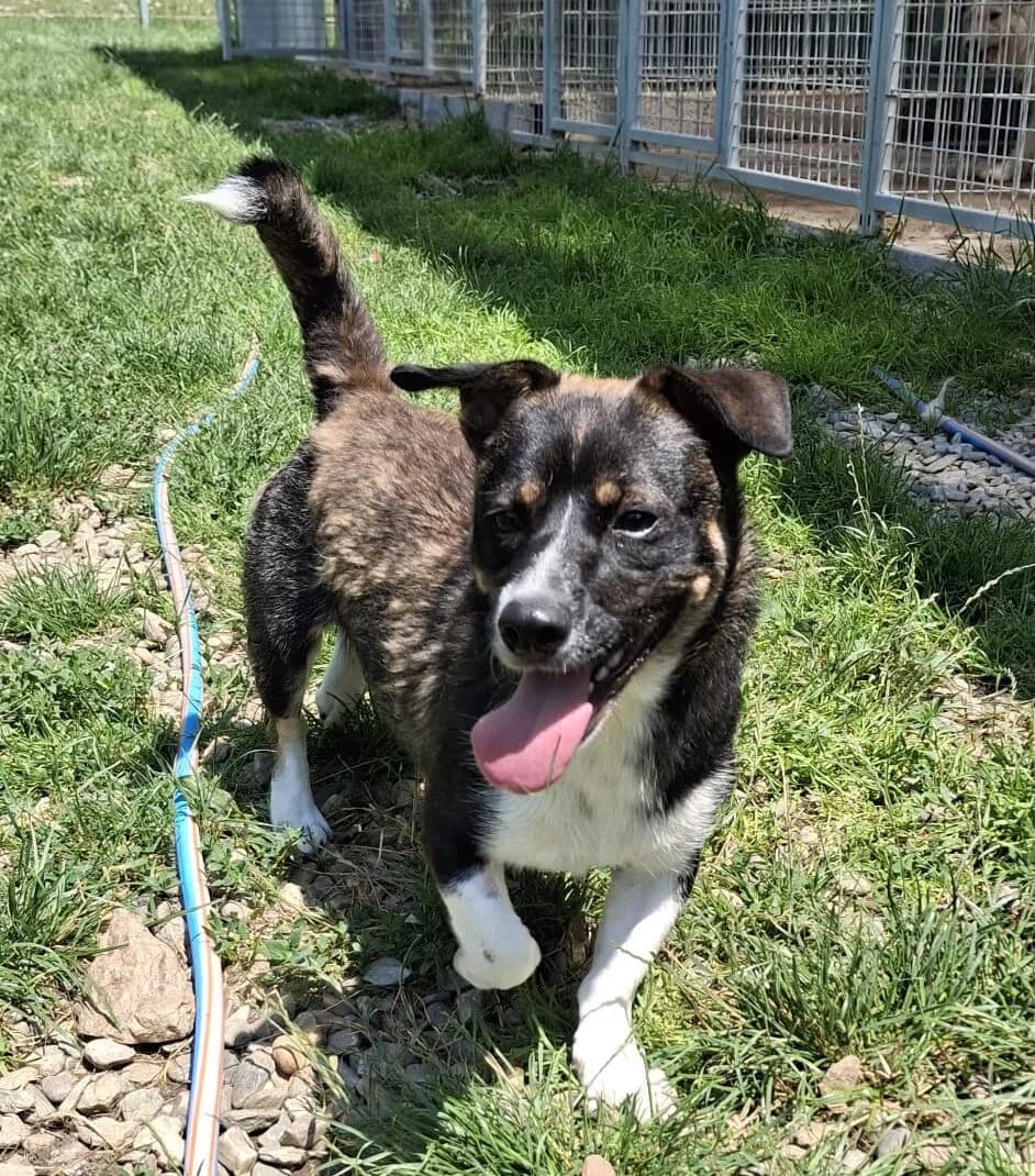 Pippin-reserviert, male puppy Mixed Breed for adoption at Pfotenglück Bayern