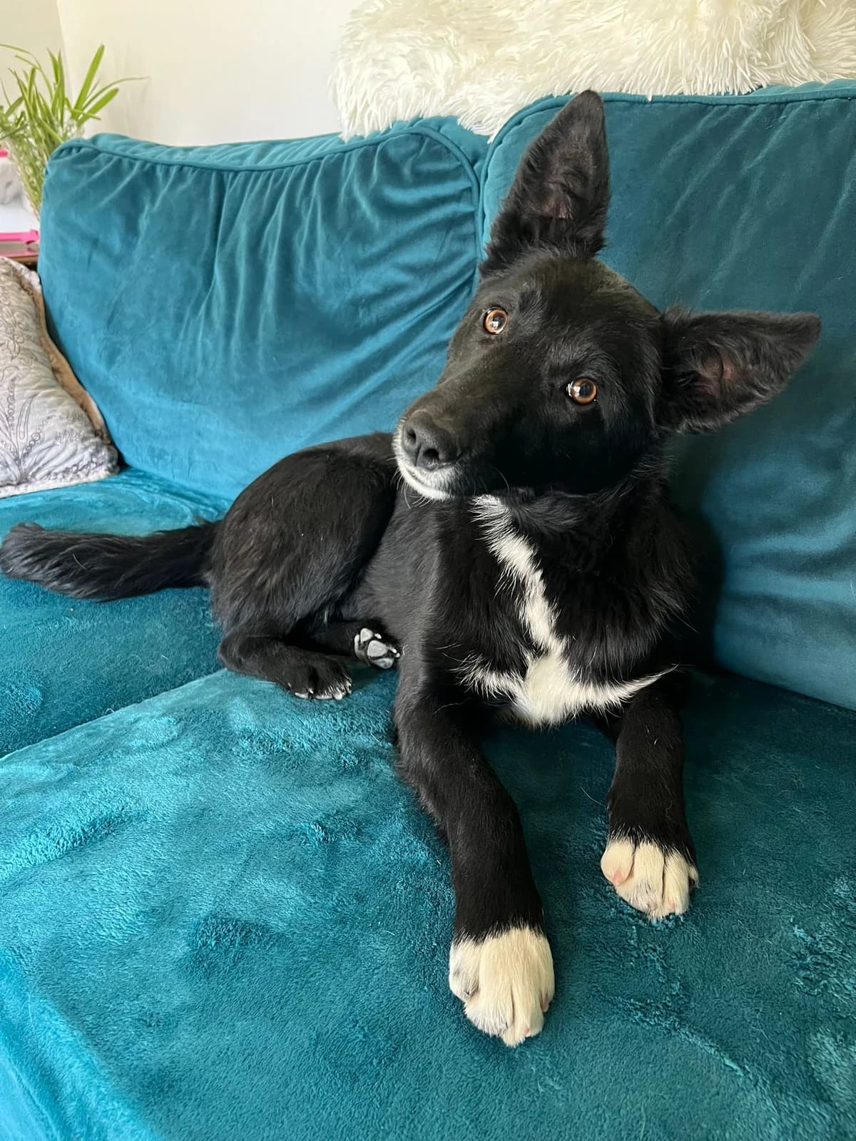 Pitica, female puppy Mixed Breed for adoption at Pfotenglück Bayern