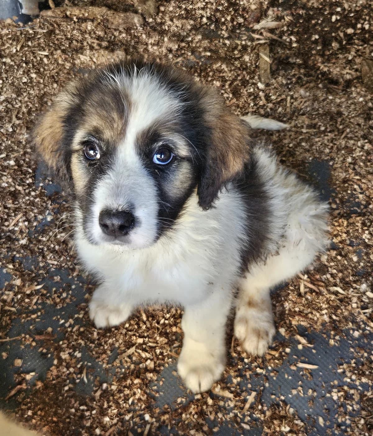 Püppa – reserviert, female puppy Mixed Breed for adoption at Pfotenglück Bayern