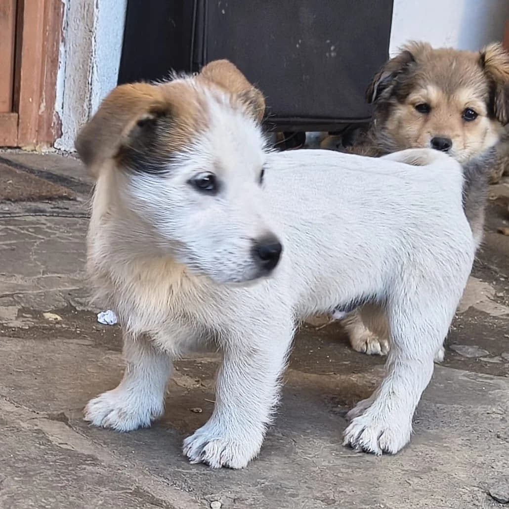 Quincy, male puppy Mixed Breed for adoption at Pfotenglück Bayern