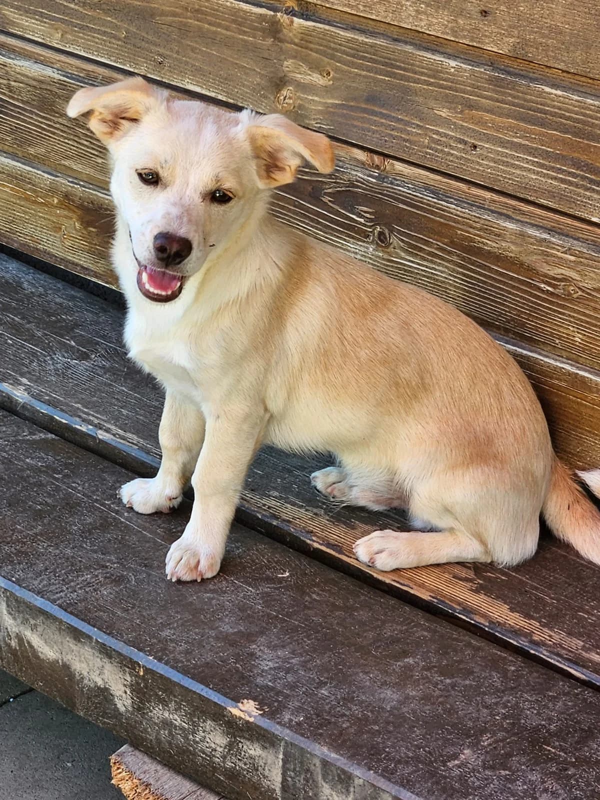 Quincy, male puppy Mixed Breed for adoption at Pfotenglück Bayern