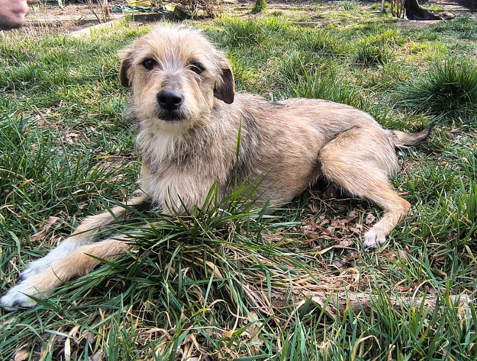 Ria-reserviert, female young Mixed Breed for adoption at Pfotenglück Bayern